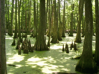Knees, Cypress Swamp, Natchez Trace, Jackson, MS