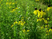 Yellow Cone Flowers, Midewin, IL