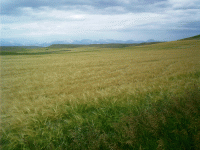 Bearded Wheat South of Browning, MT