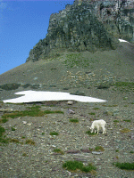 Mountain Goat, Logan Pass, Glacier Park