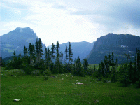 Stunted Trees, Logan Pass, Glacier Park